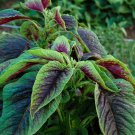 4,000 Seed Red Green Amaranth Spinach Rau Den Seeds Garden Fresh Ship From USA