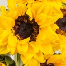 25 Frilly Sunflower Yellow Non-Gmo Flower Plant Seeds Ornamental Rare Garden Fresh Ship From USA