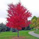 25 Red Japanese Maple Bonsai Tree Lawn Plant Seeds Ornamental Rare Odd Garden Fresh Ship From USA 25 Red Japanese Maple Bonsai Tree Lawn Plant Seeds Ornamental Rare Odd Garden Fresh Ship From USA