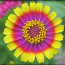 Daisy Crazy Flower Plant Odd Rare Painted Shasta Non-Gmo 30 Seeds Garden Fresh Ship From USA