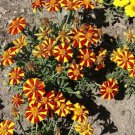 French Marigold Court Jester Harlequin Tall Beneficial Plant Non-Gmo 100 Seeds Garden Fresh Ship Fro