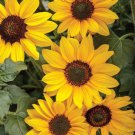 20 Yellow Sunflower Seeds Plants Plants Rare Flower Colorful Garden Fresh Ship From USA 20 Yellow Sunflower Seeds Plants Plants Rare Flower Colorful Garden Fresh Ship From USA