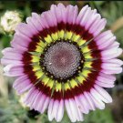 25 Painted Mix Daisy Seeds Colorful Rings Rainbow Paper Wild Flower Seed Plant Garden Fresh Ship Fro 25 Painted Mix Daisy Seeds Colorful Rings Rainbow Paper Wild Flower Seed Plant Garden Fresh Ship Fro