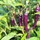 50 Purple Cayenne Pepper Capsicum Annuum Vegetable Seeds Garden Fresh Ship From USA 50 Purple Cayenne Pepper Capsicum Annuum Vegetable Seeds Garden Fresh Ship From USA