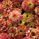 20 Organic Queeny Lime Mix Zinnia Elegans Mixed Colors Queen Flower Seeds Garden Fresh Ship From USA