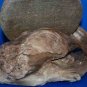 Drift Wood Landscape
