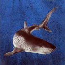 An ANGLER'S Guide to South Carolina SHARKS 1981