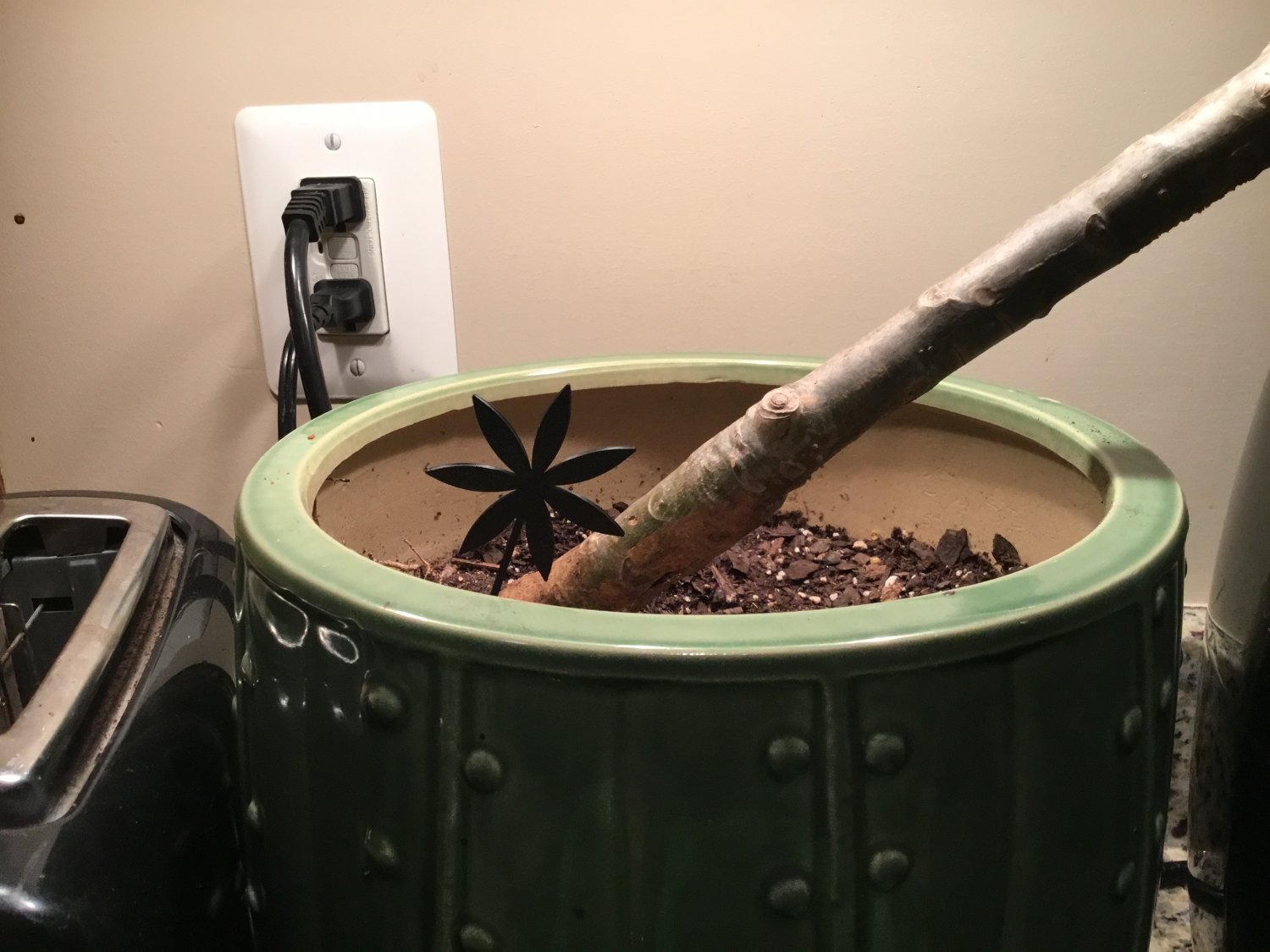 Palm tree plant decoration