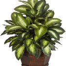 Nearly Natural 6639 24in. Golden Dieffenbachia Silk Plant, Green