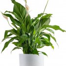 Peace Lily Plant, Live Indoor Houseplant with Flowers Potted in Indoors Garden Plan