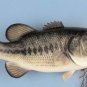 20" Largemouth Bass 6lb. reproduction fish mount/Taxidermy/Fishing/Hunting