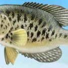 12" WHITE CRAPPIE FISH MOUNT/ TAXIDERMY