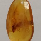 Burmite Amber With Inclusion