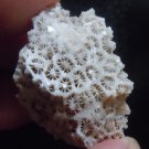 Fossil Coral