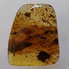 Burmite Amber With Insect