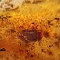 Burmite Amber With Insect