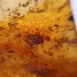 Burmite Amber With Insect