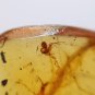 Burmite Amber With Fly