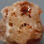 Fossil Coral