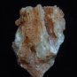 Fossil Coral