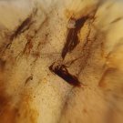 Burmite Amber With Fly & Other Insect
