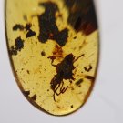 Burmite Amber With Rare Tick