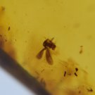 Burmite Amber With Fly & Other Insect