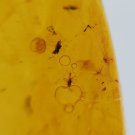 Burmite Amber With 5 Insects