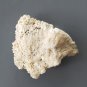 Fossil Coral