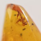 Burmite Amber With Moss Plant