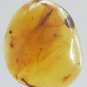 Burmite Amber With 2 Thrip, Other Insect And Plant Seeds