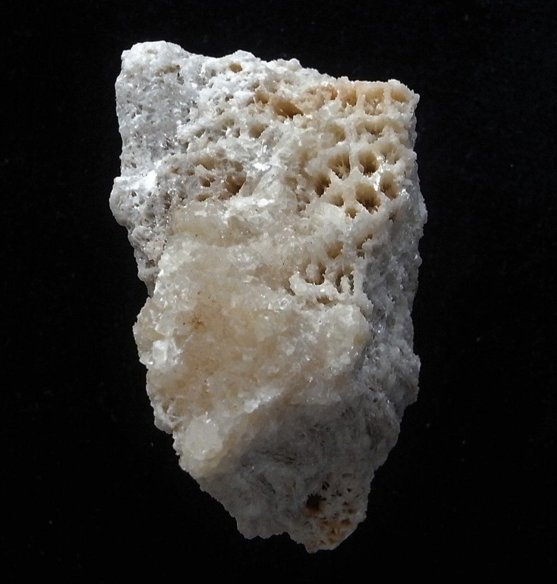 Fossil Coral