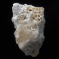 Fossil Coral