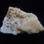 Fossil Coral