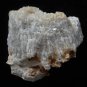Fossil Coral