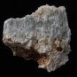 Fossil Coral
