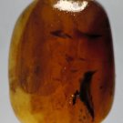 Burmite Amber With Fly
