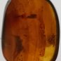 Burmite Amber With Fly