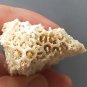Fossil Coral