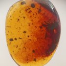 Burmite Amber With Beetle