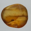 Burmite Amber With 2 Insects