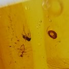 Burmite Amber With Fly & Other Insects