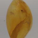 Burmite Amber With Fly