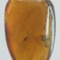 Burmite Amber With Fly