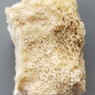 Fossil Coral