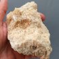 Fossil Coral