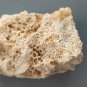 Fossil Coral