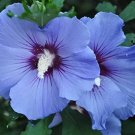 15 Blue Rose Of Sharon Flower Seeds / Hibiscus / Perennial