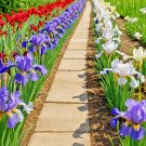 GG88 30 Iris Flower Seeds (Iris siberica) Colorful Mix Purple White Red and Blue  From US Warehouse