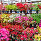 GG88 50 AZALEA SEED MIX Mixed/Multi Rhododendron Flower Colors Shrub Bush  From US Warehouse